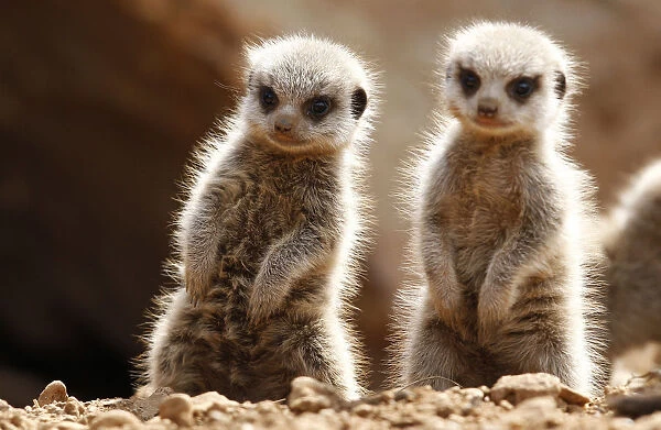 Two baby Meerkats stand in the sunshine in their enclosure at Chester Zoo