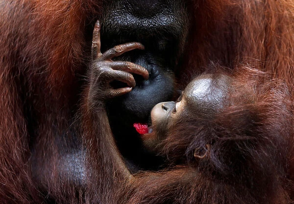 A baby orangutan eats a fruit at the Singapore Zoo