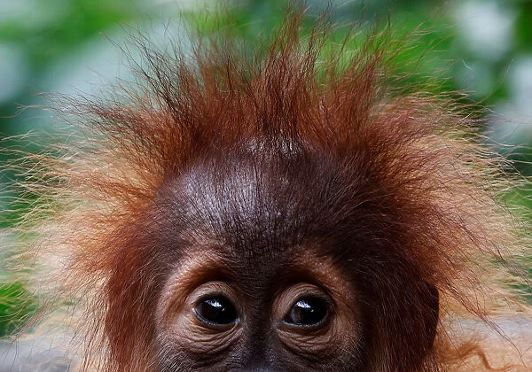 A baby orangutan looks on at the Singapore Zoo