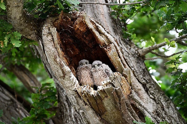 Baby owls are seen in a tree at Worthy Farm in Somerset during the Glastonbury Festival