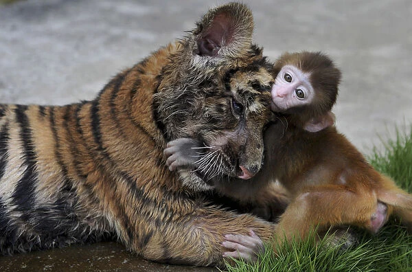 A baby rhesus macaque (Macaca mulatta) plays with a tiger cub at a zoo in Hefei