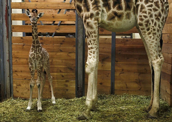 A baby Rothschild giraffe stands next to her mother Kleopatra in their enclosure at
