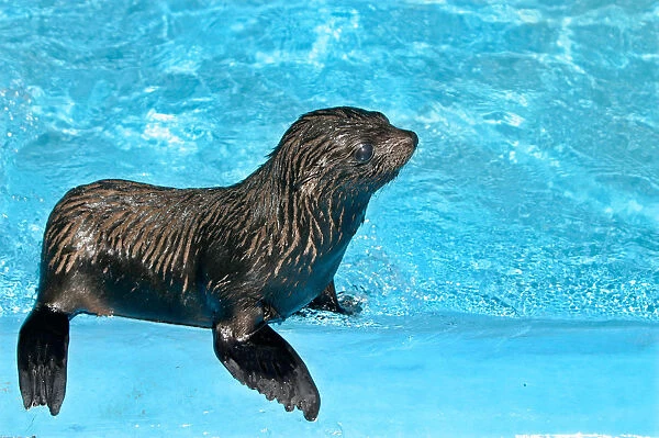 A baby sea lion stands at the Buenos Aires Zoo
