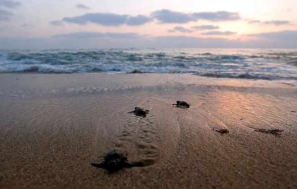 Baby sea turtles crawl to the sea at a seashore in El-Mansouri village