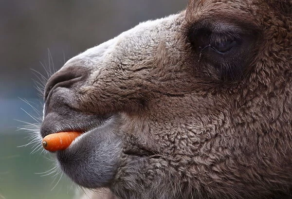 A Bactrian camel eats a carrot thrown into his enclosure by visitors at wildlife park