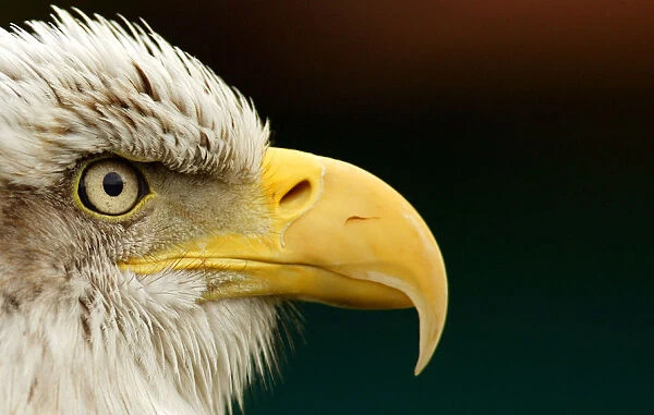 A Bald Eagle is seen at Cabarceno nature reserve near Santander in northern Spain