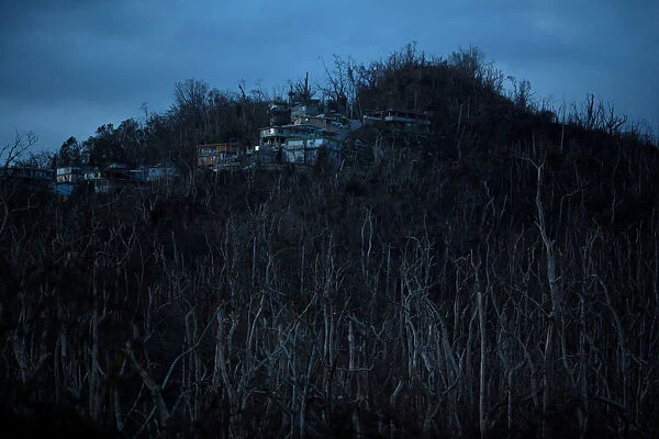 Bare trees are seen at a residential area following Hurricane Maria in Guaynabo
