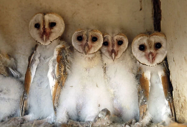 Barn owls chicks sit in a box in Israels Beit Shean Valley, near the border with Jordan