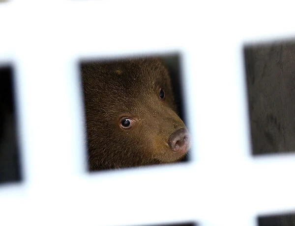 One of the three bear cubs who were found by the Bulgarian authorities in the wild