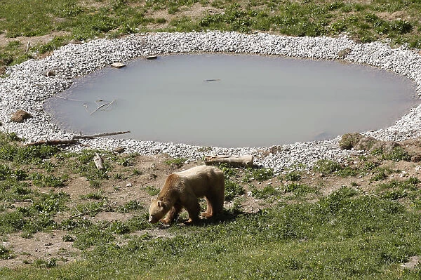 Bear Napa walks along a pond at the Arosa Baerenland sanctuary in the mountain resort of