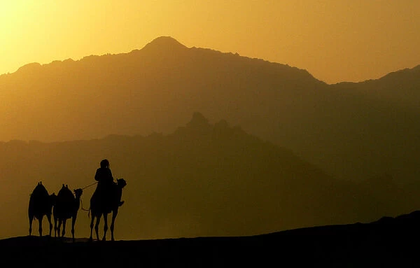 A Bedouin rides a camel in a desert near tourist resorts of Sharm el Sheikh