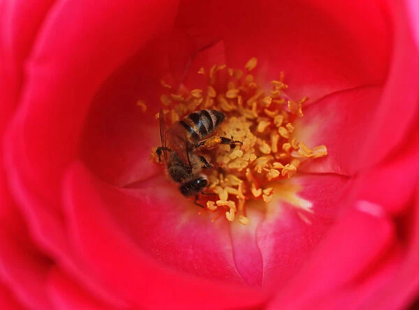 A bee collects nectar from a flower at a public park in Amman