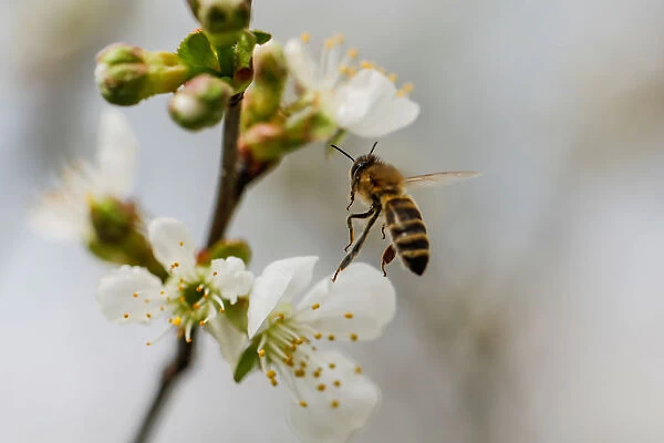 A bee collects nectar from a flower in a village of Ripanj near Belgrade