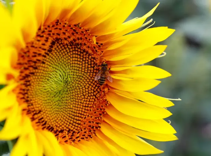 Framed Print : A bee collects nectar on a sunflower in a field near Frauenkirchen in Austria