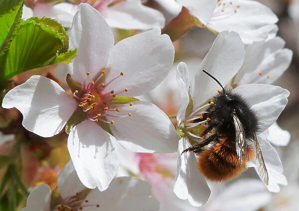 A bee collects pollen from blossoms in a public garden in Vienna