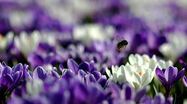 A bee collects pollen from a field of crocuses at Kew Gardens in London