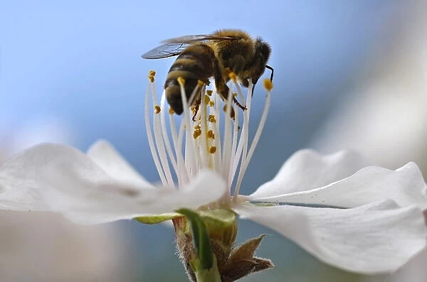 A bee collects pollen from a flower in a park in Amman