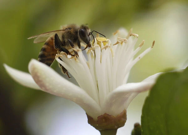 A bee collects pollen from a lemon blossom in a public park in Amman