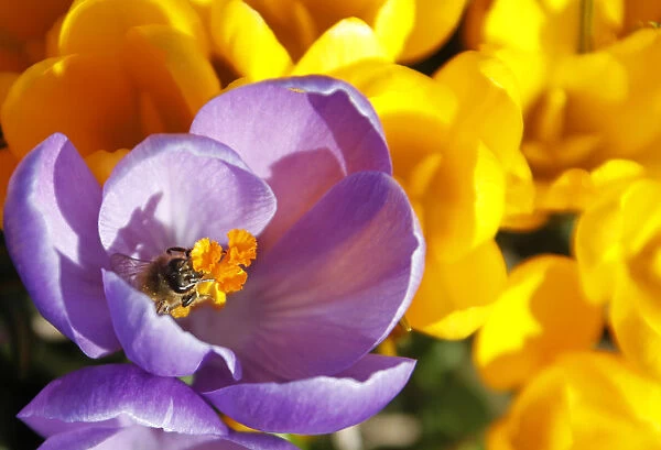 A bee collects pollen on a purple crocus in Darmstadt