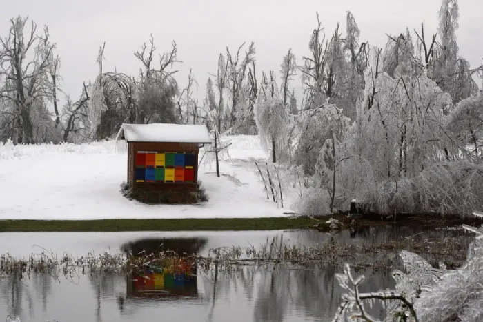 Framed Print : A bee hay is seen surrounded by ice-capped broken trees in Rakitnik