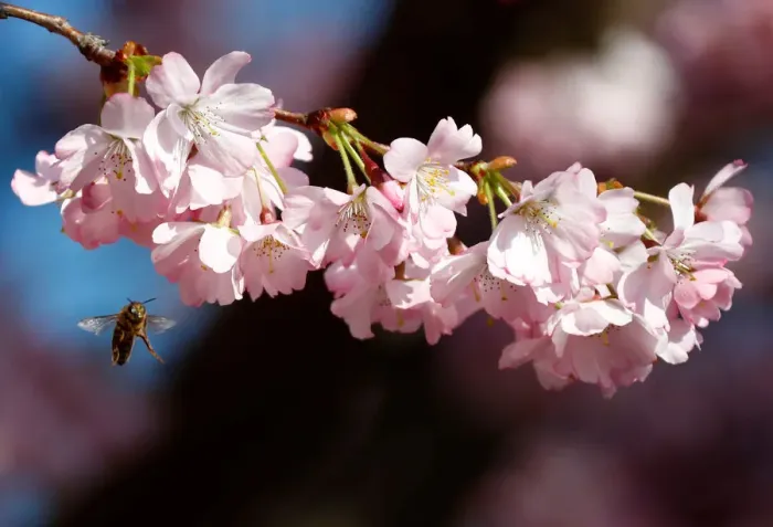 Framed Print : A bee is pictured during a cherry blossom season on a street at Berlins Lichterfelde Framed Print : A bee is pictured during a cherry blossom season on a street at Berlins Lichterfelde