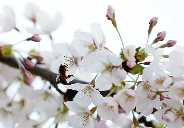 A bee searches for pollen among cherry blossoms on a sunny spring day in Brussels
