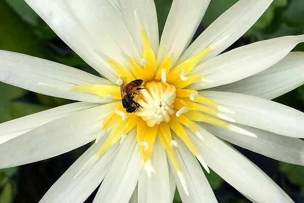 A bee is seen in a lotus flower at a garden in Bangkok