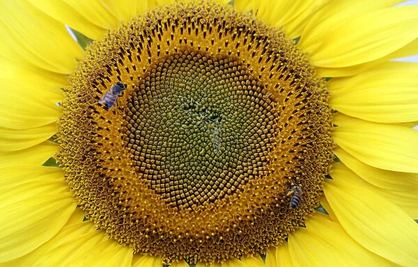 Bees collect nectar from a sunflower on a field in Sirisia District, near the Kenya-Uganda border