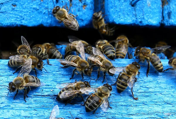 Bees come in and out from a beehive at beekeeper Baranenkos bee-garden in the village of