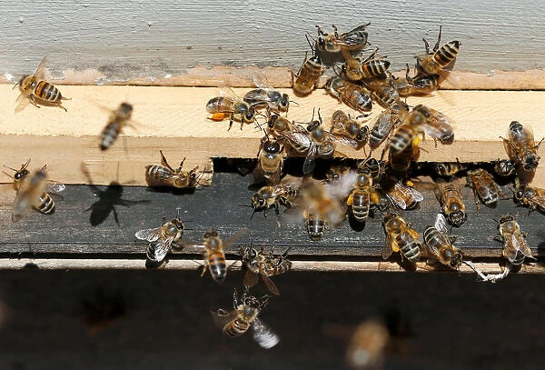 Bees are seen at an apiary, in Casablanca