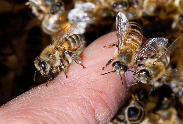 Bees are seen on a beekeepers finger at an apiary, in Casablanca