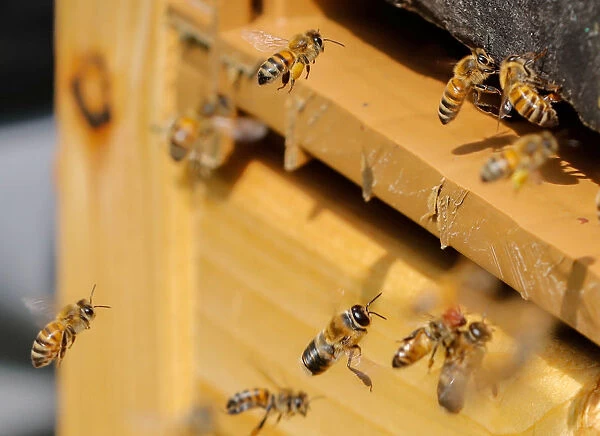 Bees are seen on the frame of a beehive in Denee