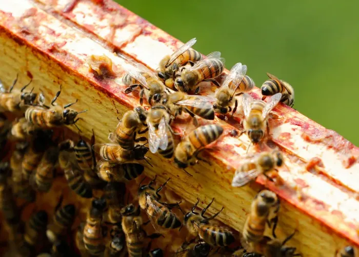 Framed Print : Bees are seen on the frame of a beehive in Denee Framed Print : Bees are seen on the frame of a beehive in Denee