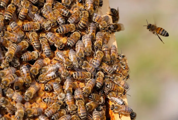 Framed Print : Bees are seen on the frame of a beehive in Denee Framed Print : Bees are seen on the frame of a beehive in Denee