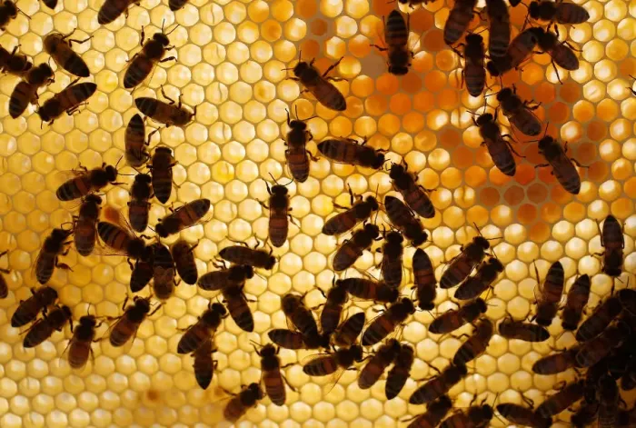 Framed Print : Bees are seen on a frame from a beehive in Hoerdt near Strasbourg Framed Print : Bees are seen on a frame from a beehive in Hoerdt near Strasbourg