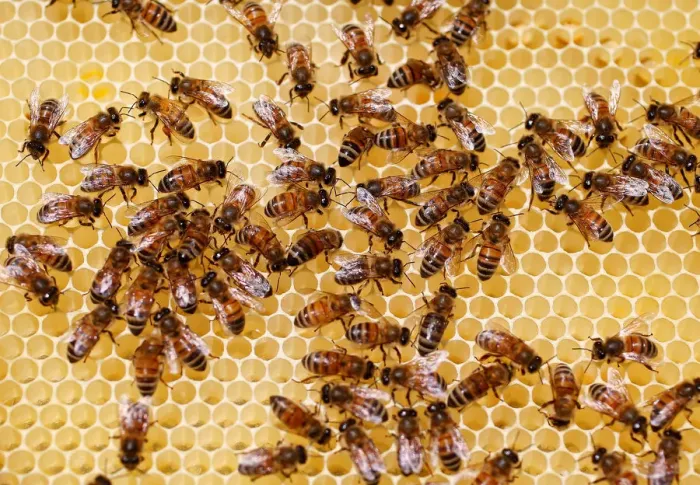 Framed Print : Bees are seen on a frame from a beehive in Hoerdt near Strasbourg Framed Print : Bees are seen on a frame from a beehive in Hoerdt near Strasbourg