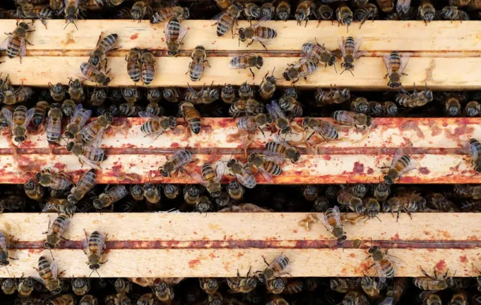 Framed Print : Bees are seen on frames of a beehive in Denee Framed Print : Bees are seen on frames of a beehive in Denee