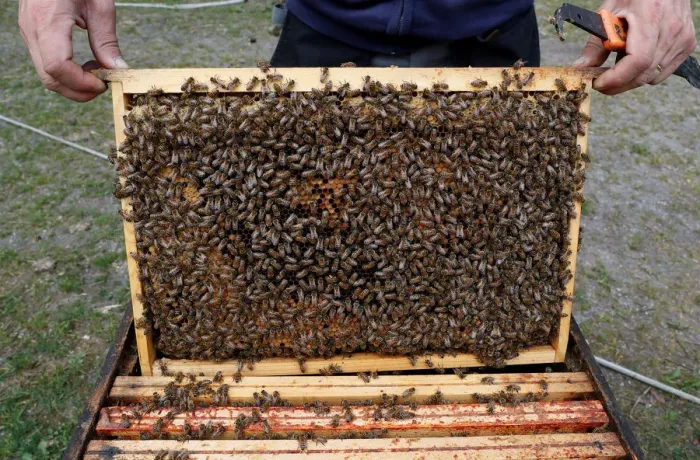 Framed Print : Bees are seen on frames of a beehive in Denee Framed Print : Bees are seen on frames of a beehive in Denee