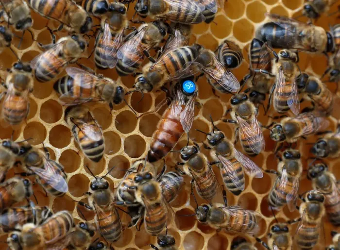 Framed Print : Bees are seen on frames of a beehive in Denee