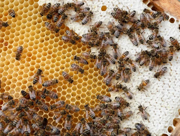 Framed Print : Bees are seen on frames of a beehive in Denee