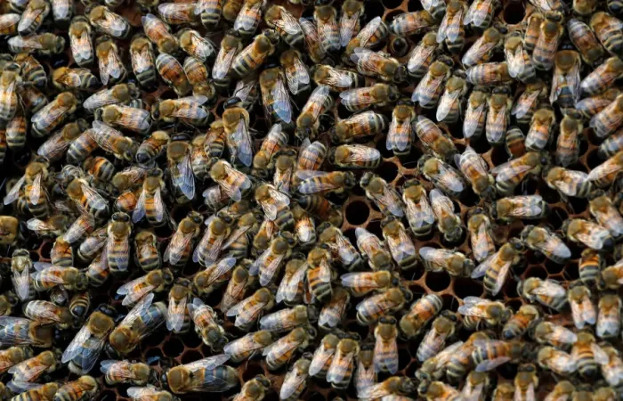 Framed Print : Bees are seen on frames of a beehive in Denee Framed Print : Bees are seen on frames of a beehive in Denee
