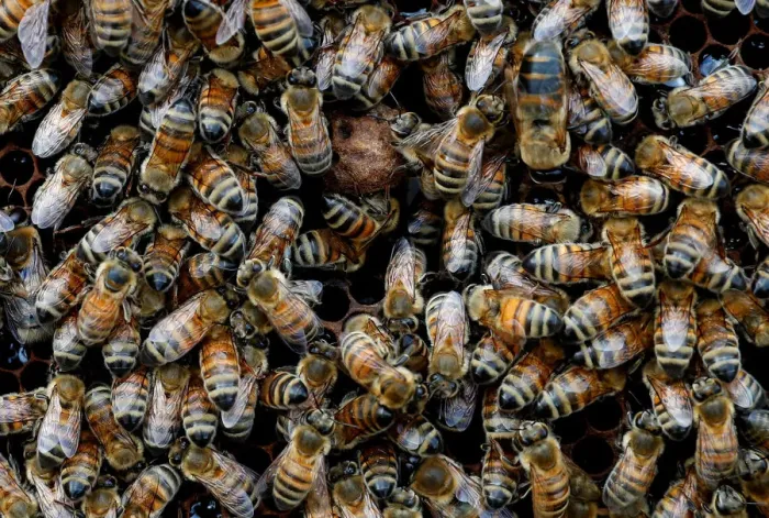 Framed Print : Bees are seen on frames of a beehive in Denee Framed Print : Bees are seen on frames of a beehive in Denee