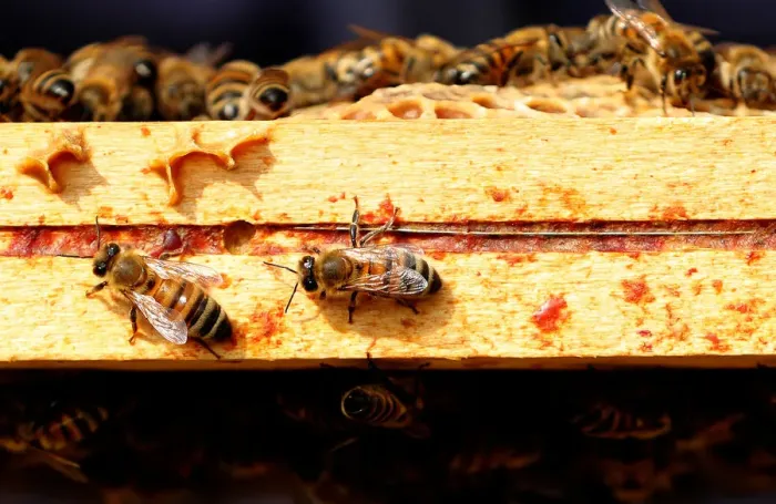 Framed Print : Bees are seen on frames of a beehive in Denee