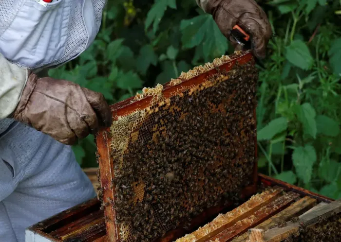 Framed Print : Bees are seen on frames of a beehive in Denee Framed Print : Bees are seen on frames of a beehive in Denee