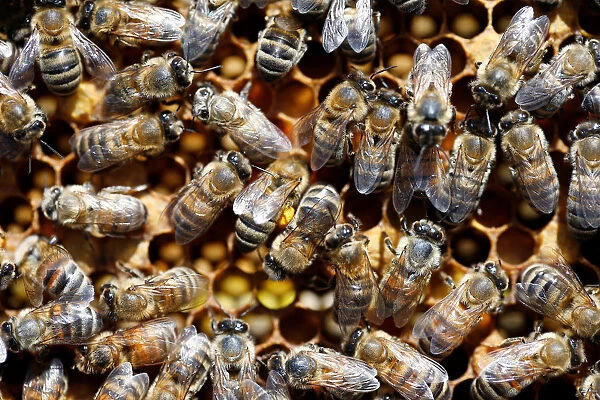 Bees are seen on a honeycomb at an apiary, in Casablanca