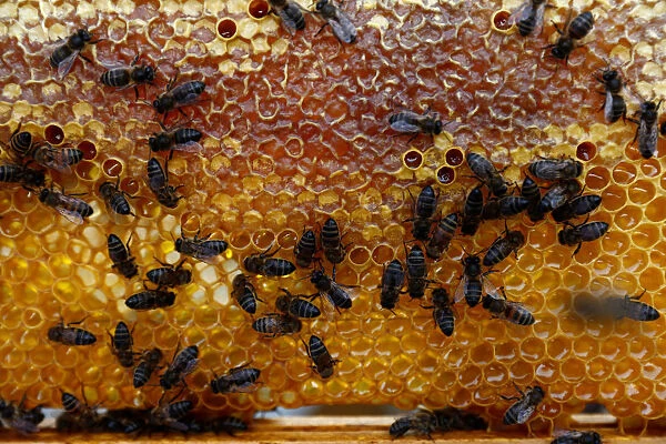 Bees are seen on the honeycomb in a beehive in Gharghur