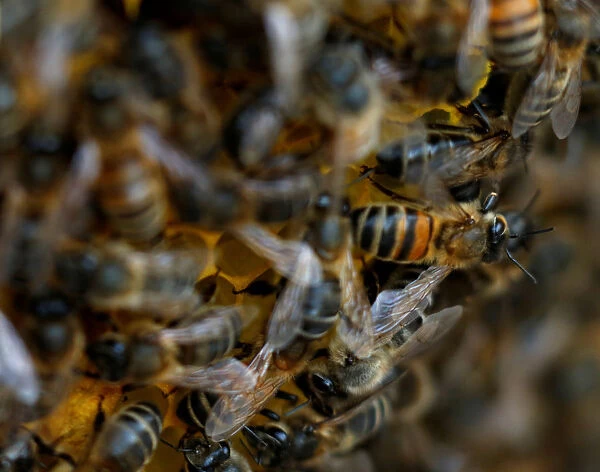 Bees are seen on honeycombs inside a beehive in Gharghur