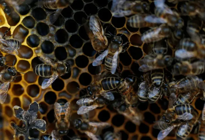 Framed Print : Bees are seen on honeycombs inside a beehive in Gharghur Framed Print : Bees are seen on honeycombs inside a beehive in Gharghur