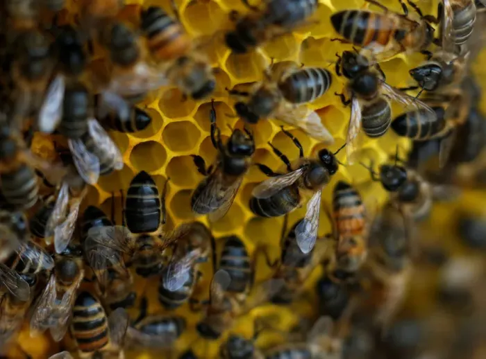 Framed Print : Bees are seen on honeycombs inside a beehive in Gharghur Framed Print : Bees are seen on honeycombs inside a beehive in Gharghur