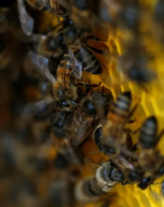 Framed Print : Bees are seen on honeycombs inside a beehive in Gharghur